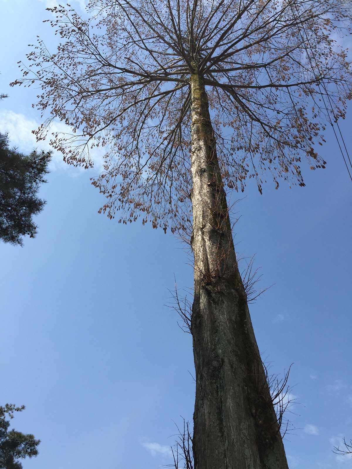 臥竜公園